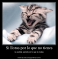 /album/galeria-maxian/gatito-png/